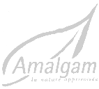 Amalgam